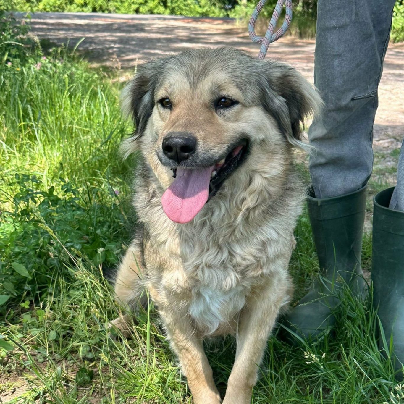  Ada – vom verletzten Straßenhund zum Hoffnungsträger 🐾
Seit Tagen erhielten wir immer wieder Hinweise auf einen verletzten Hund, der auf d